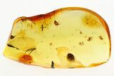 Detailed Fossil Marsh Beetle and Long Legged Fly in Baltic Amber #284573-1